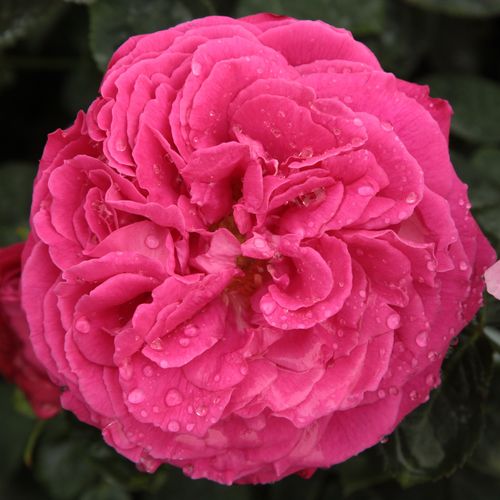Vendita, rose rose inglesi - rosa - Rosa Ausmary - rosa intensamente profumata - David Austin - Buona per un gruppo solitario. Resiste bene contro le malattie.